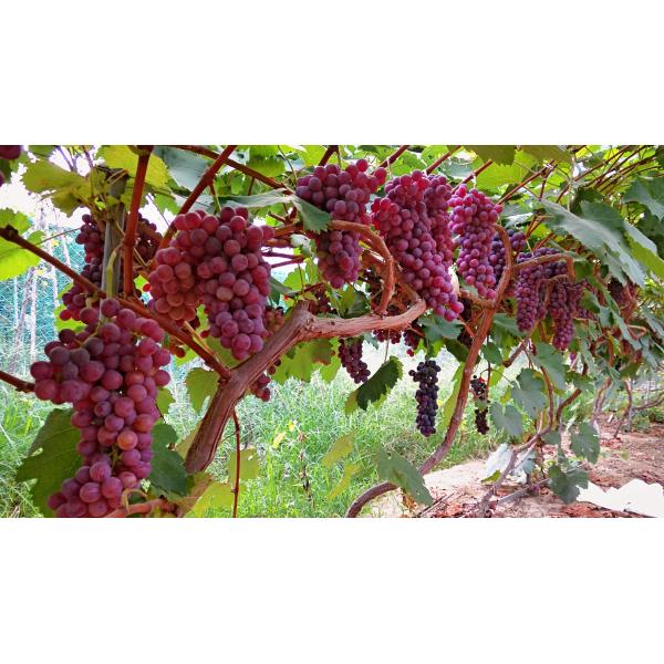 Small Molecule Peptide 75% Fish Protein Fertilizer Plant Health Micro Granular