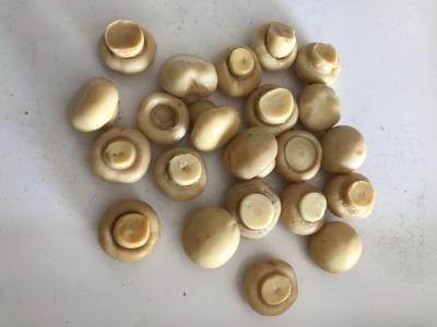 184g 425g 2840g enlatou cogumelos de botão enlatou cogumelos inteiros