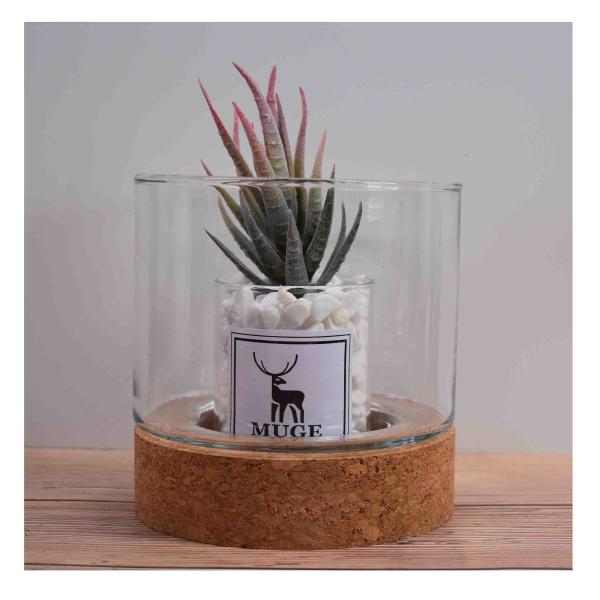 Toxicless Odorless Glass Jar Cork Wood Base Groove 2.5 Inch for Micro Landscape