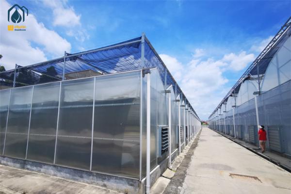 Heavy Duty Polycarbonate Polyhouse Greenhouse Customizable For Reducing Water Usage
