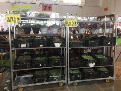 BPA Free Plastic Reefer CC Containers for Food Storage and Transportation