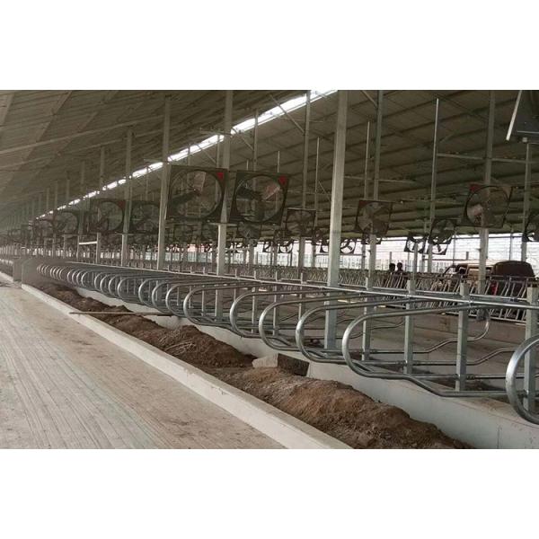 Стойлы скотин обрабатывая землю оборудования коровы одиночной стороны эргономические гнуть свободные