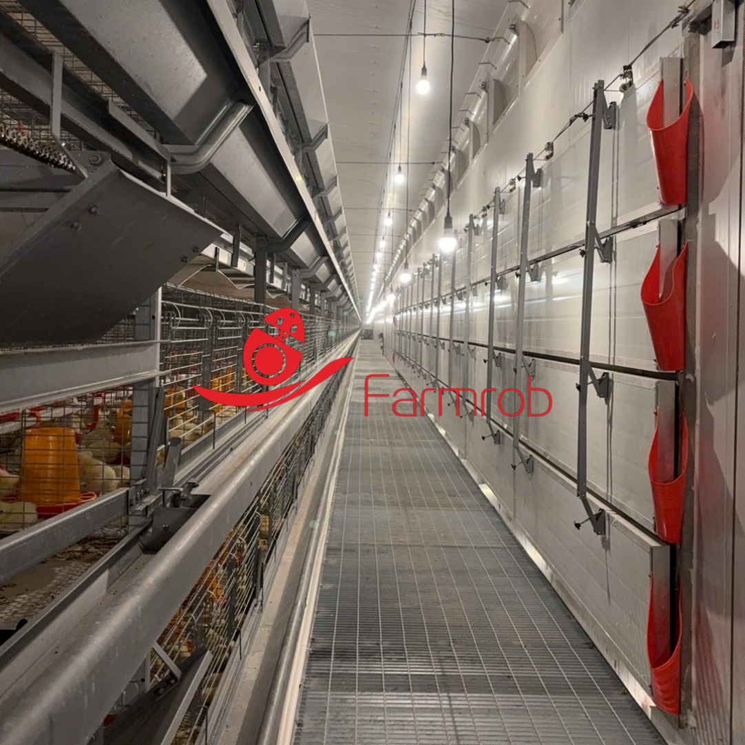Streamlined Drinking and Manure Removal Automation Poultry Battery Cage System for Baby Chicks Rearing