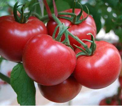 Linha de processamento automática do puré do tomate para a fatura da pasta