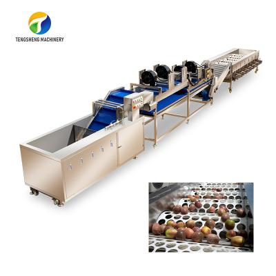 Secagem classificando a linha de processamento surfando de circulação Apple das frutas e legumes Tengsheng