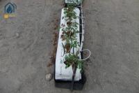 Tomates hydroponiques en rouleaux de PP pour les légumes, plantation de gouttières dans l'agriculture moderne