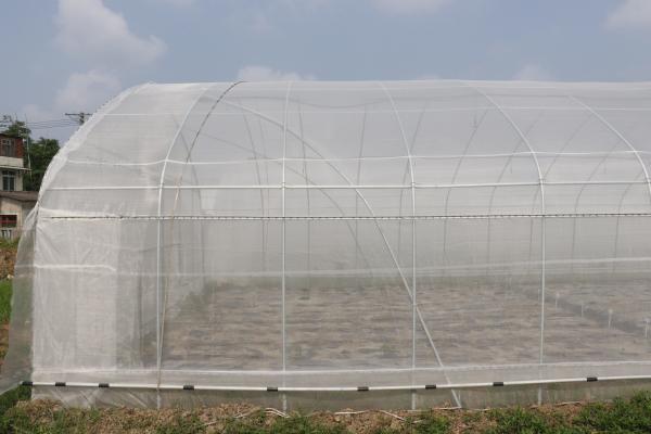 Período de Polytunnel Sri Lanka Colombo Steel Frame Greenhouse Single