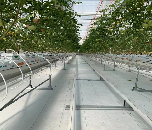 Steel Frame Smart Hydroponic Greenhouse For Tomato Strawberry Planting