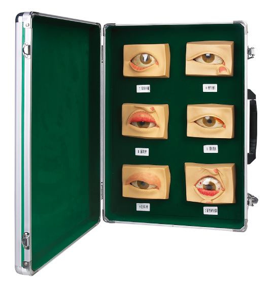 Oculopathy model (20pcs/set ) Human Anatomy model advanced color painting training simulator