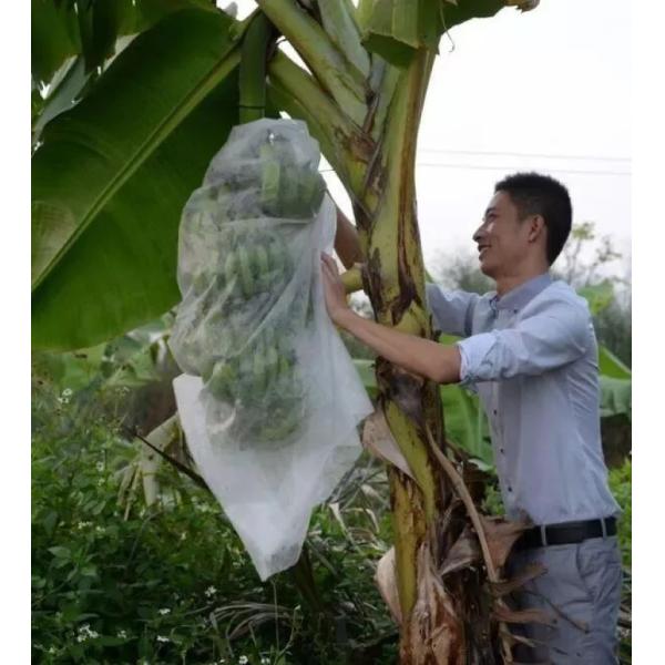 Agricultura Saco de Proteção de Plantas de tecido não tecido de fibras sintéticas de polipropileno