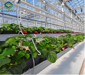 Efficient Strawberry Plant Greenhouse Easy To Install High Performance
