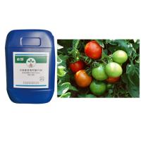 Bactéries fonctionnelles Bacillus Velezensis CY30 engrais Améliorer le sol Flore microbienne Plantes de thé Melon Fraise