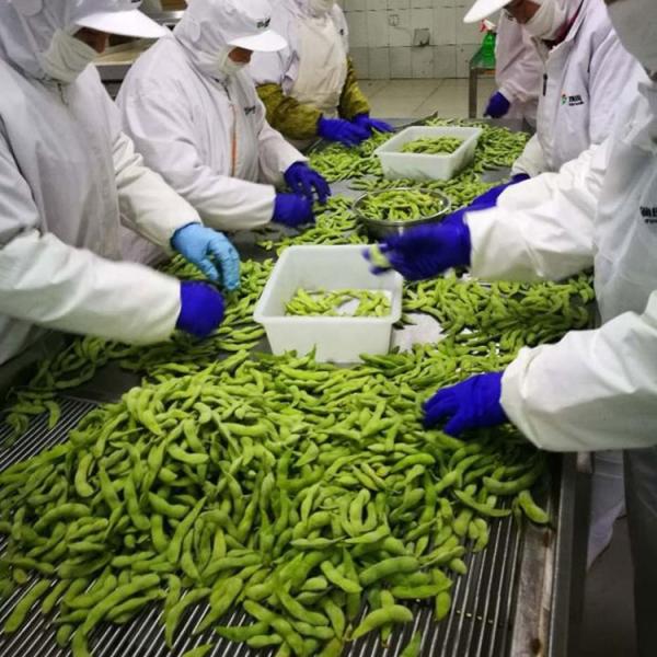 Certified IQF Frozen Edamame Steamed Grade A for Quick and Easy Snacks