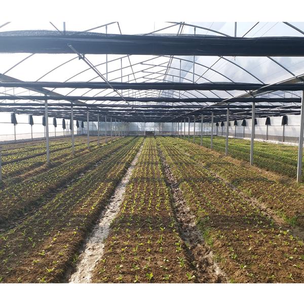 2-5m Shoulder Height High Tunnel Sawtooth Greenhouse for Commercial Plant Cultivation