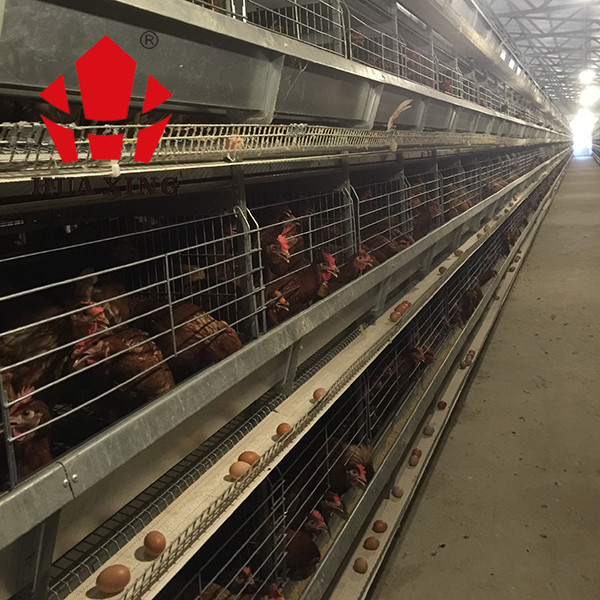 Battery Layer Chicken Cage With Poultry Farming Equipment For Animal Poultry Husbandry Livestock
