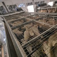 Système potable de la volaille ISO9001, buveur automatique de mamelon du poulet 360degree