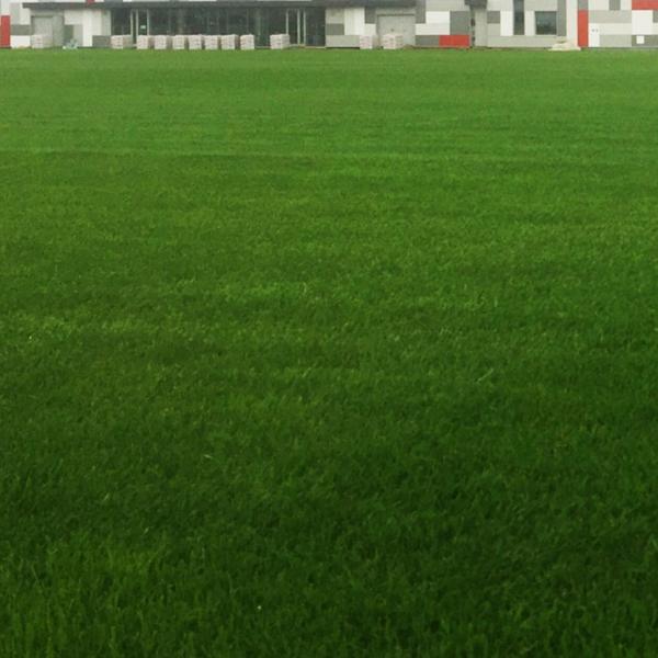 Ultraviolet Proof Synthetic Playground Turf Flexible Gorgeous Color Plastic Ornamental