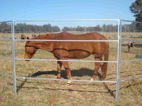 Heavy Duty Galvanized Livestock Cattle Yard Panels Portable Horse Panels