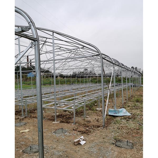 Durable Hot Dipped Galvanized Steel Structure Greenhouses for Tomato Lettuce and Pepper