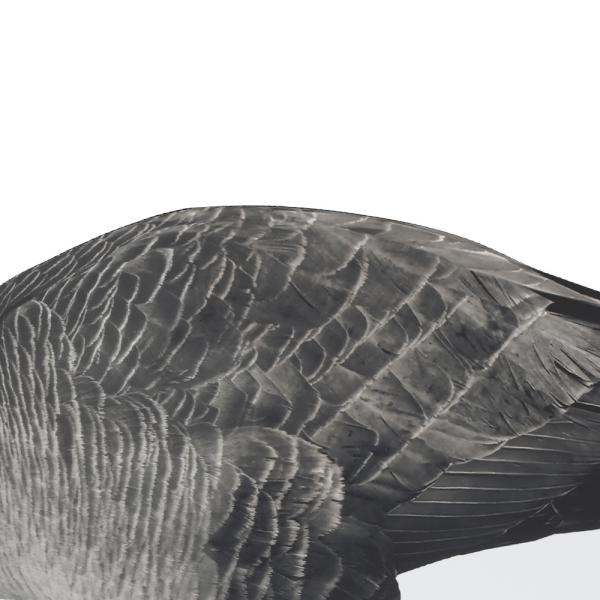OEM ODM Plastic EVA Canada Snow Goose Decoy Upright / Feeder Style With Flocked Head