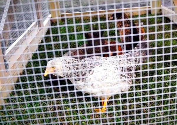 19 Gauge Welded Hot Dipped Galvanized Wire Mesh 25 ft Hardware Cloth For Chicken Coop