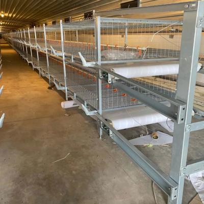 Gaiola automática da grelha com sistema bebendo das aves domésticas