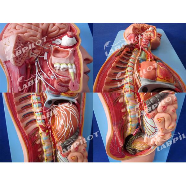Detailed Human Life Size Anatomical Model for Automatic Nervous System and Torso Organs