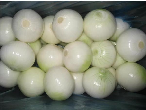 220V Commercial Vegetable Processing Machinery Onion Peeler 500kg/h