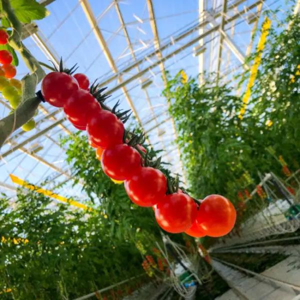 Invernadero de vidrio agrícola de varios tramos de tipo Venlo de tipo holandés