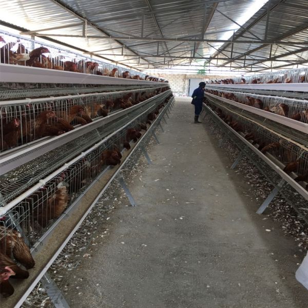 Full Automatic H-Type Layer Chicken Cage with Hot Dip Galvanized Drinkers and Feeders for Poultry Farm