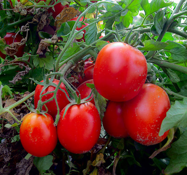Sala Oblong Determinate Hybrid Tomato Seeds Bacterial Resistance  T12