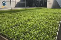 Tablas rodantes de cultivo de malla de alambre agrícola Bancos rodantes hidropónicos de invernadero