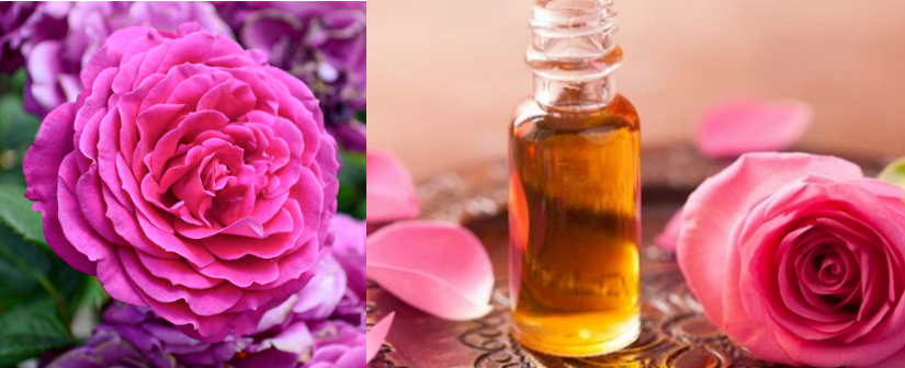 Diffuser Fragrance Essence With Free Sample Bulgarian Rose Essential Oil For Reed Stick &Cold Scented Candle& Diffuser Fragrance Making/Production