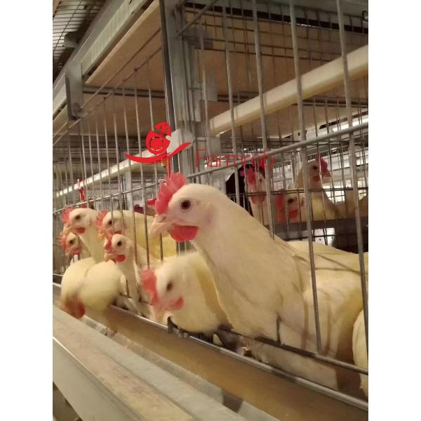Low Stress Breeder Rearing Cage System For Natural Insemination