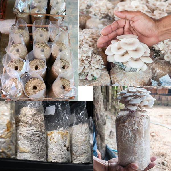 Tear Resistant Strong Durable Fungus Mycelium Cultivation Growing Mushroom Grow Grain Spawn Bags