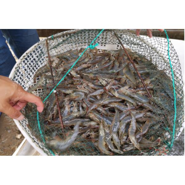 Brown Color Fish Flavor Feed Additives Livestock For Healthy Digestion