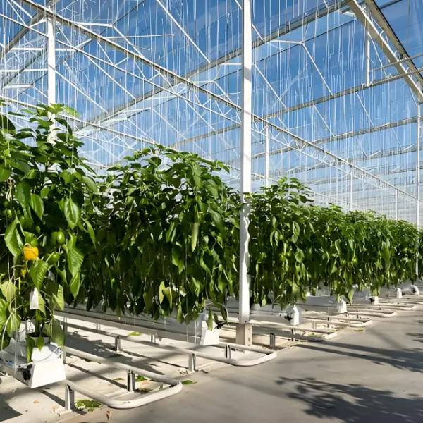 High - performance Venlo Glass Greenhouse for Bell Pepper  Growing