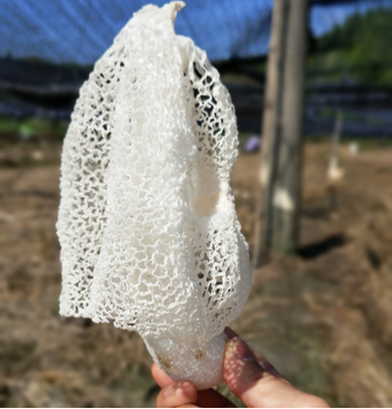 Organic Bamboo Fungus (30g)