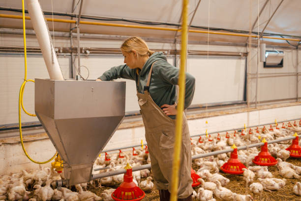 Hot-Dip Galvanized Steel Poultry Farming Equipment with Automatic Feeding and 4 Tiers Chicken Farm Cage System