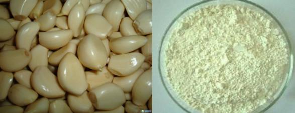 Factory Supply High Quality Garlic Oil extract Alliin 50%powder
