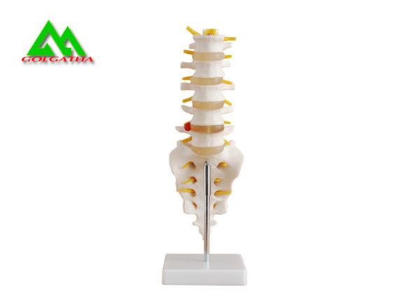 Human Anatomical Spine Model Medical Teaching Models For Students Life Size