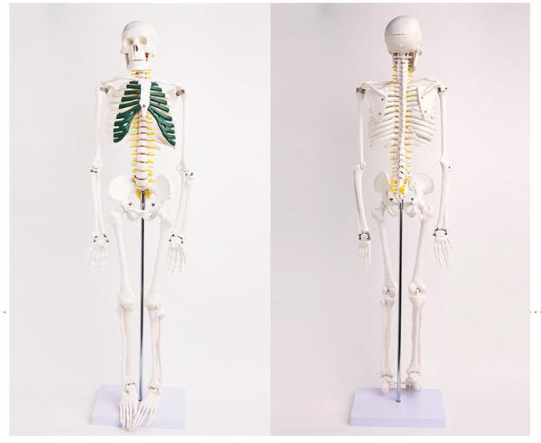 Lab Educational Anatomical Skeleton Model With Spinal Nerves  VIC-102A