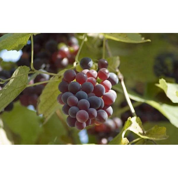 Biostimulants Fulvic Acid 60% Potassium Fulvate K2O 10% Water Soluble Brown Powder