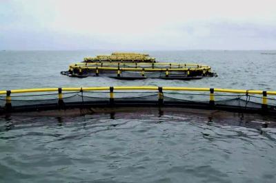HDPE Tubo Cuadrado Cajera de piscifactoría flotante contra viento Para herramientas de acuicultura