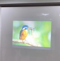 Exhibición auta-adhesivo olográfica del holograma 3D de la película de la ventana de la proyección posterior
