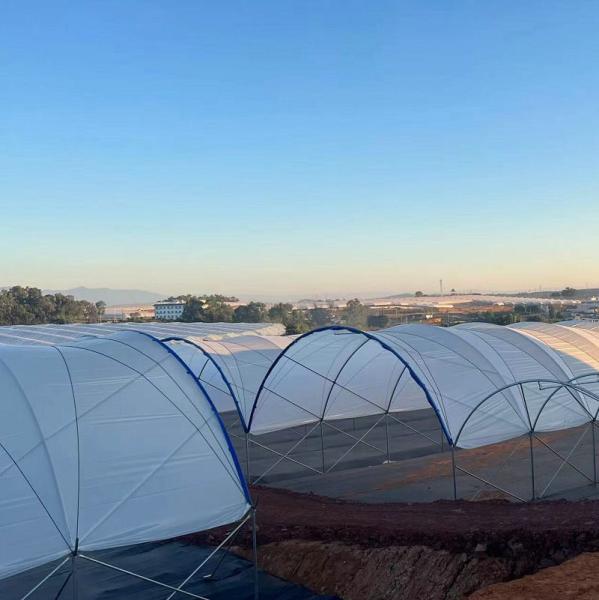 Diffused Plastic Tunnel Greenhouse 150 200 micron Berry Farm Planting Rain Shelter Green House strawberry