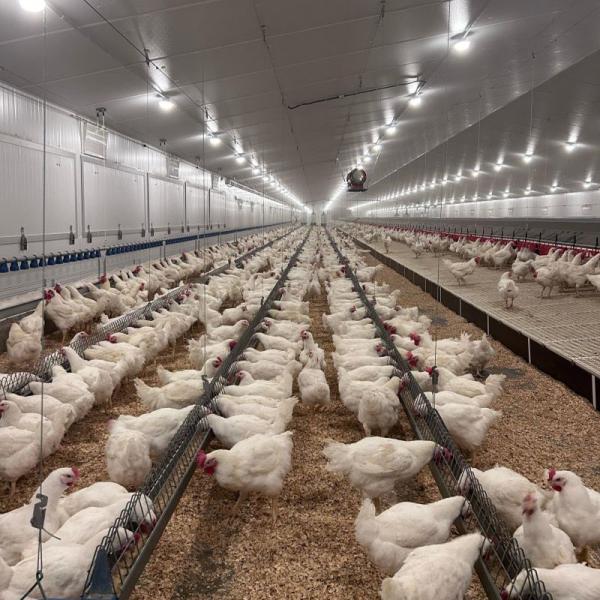 Économique Structure en acier léger Poulet maison, bâtiments agricoles préfabriqués