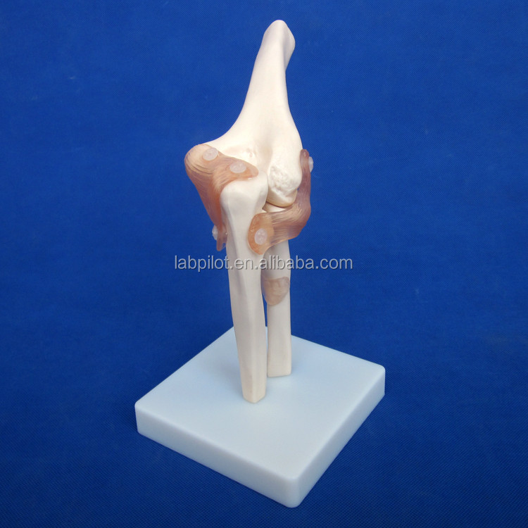 Detailed Human Joint Bone Models for Educational Shoulder Elbow Hip Knee Hand and Foo