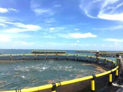 Cajera de cultivo de peces en lagos de agua dulce con tubo flotante 200 mm/250 mm/315 mm/350 mm/400 mm/450 mm/500 mm