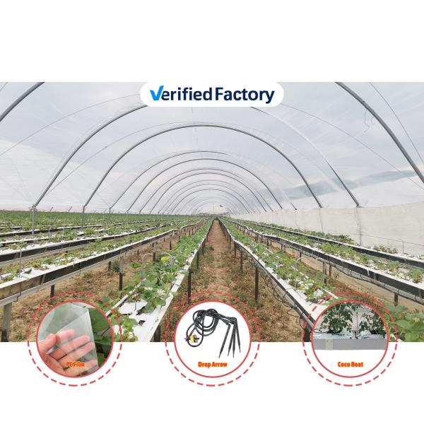 Large Multi-Span Rain Shelter Greenhouse with PE Film Covering and Hot Galvanized Steel Frame
